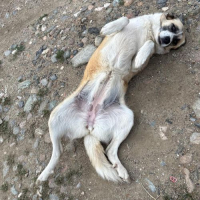Photo de BULLA