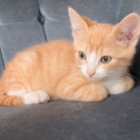 Photo de Toulouse