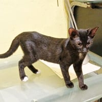 Photo de BLACKY