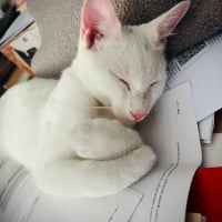 Photo de Casper