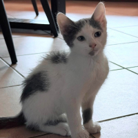 Photo de Bambino