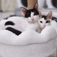 Photo de Elvis et Muxu