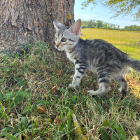 Photo de BELLA