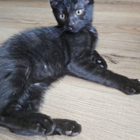 Photo de NEBULA