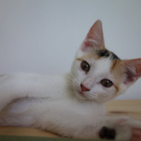 Photo de Ponda