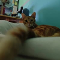 Photo de CHOQUINOU