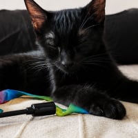 Photo de VEGA