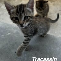 Photo de TRACASSIN