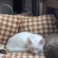 Photo de TIPP-EX