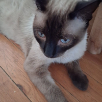 Photo de FERDINAND