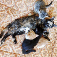 Photo de CALYPSO