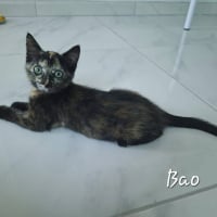 Photo de Bao