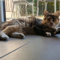 Photo de Linéo et Laïus