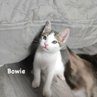 Photo de Bowie