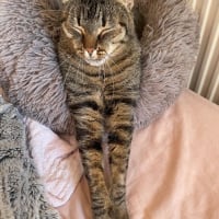 Photo de Simba