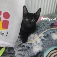 Photo de Boulgour