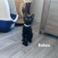 Photo de Babou