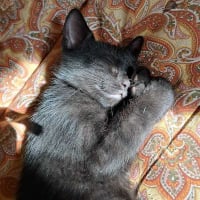 Photo de PAMPLEMOUSSE