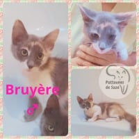 Photo de BRUYERE