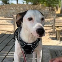 Photo de Pipo II