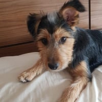 Photo de Tito