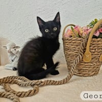 Photo de George