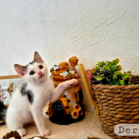 Photo de Derek