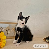 Photo de Lexie