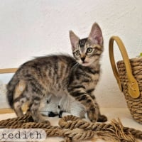 Photo de Meredith
