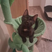Photo de BERLIOZ
