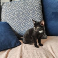Photo de GINGER