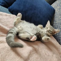 Photo de BAILEYS