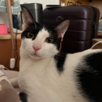 Photo de Elvis
