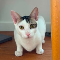 Photo de Muxu (bisou en basque)