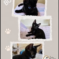 Photo de Boomer