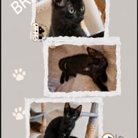 Photo de Briseis
