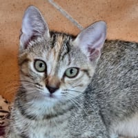 Photo de Violette