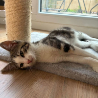 Photo de Loki