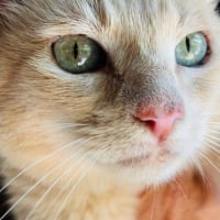 Photo de Lola