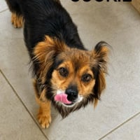 Photo de COOKIE