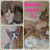Photo de BOSSA NOVA