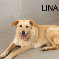 Photo de LINA
