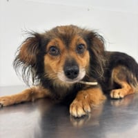 Photo de COOKIE