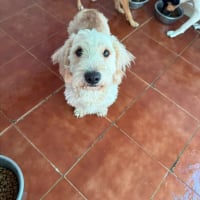 Photo de Pluto