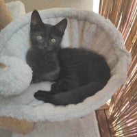 Photo de Brutus