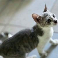 Photo de Twix
