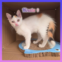 Photo de Hinata