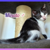 Photo de Minato