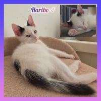 Photo de Haribo