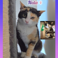 Photo de Nala